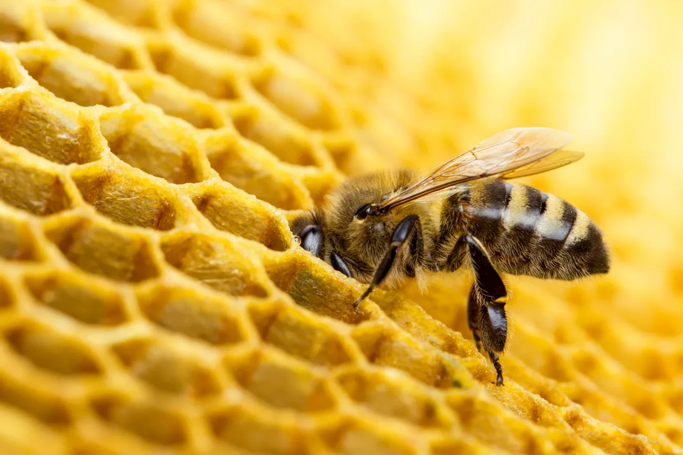 A honeybee on honeycomb
